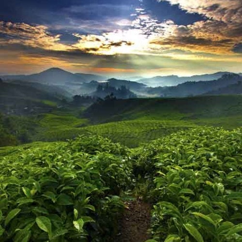 Photo of Ethiopia Yirgacheffe