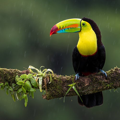 Photo of Toucan Brew
