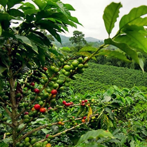 Photo of Sumatra