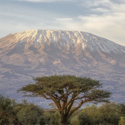 Photo of Tanzania Peaberry